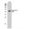 E2F Transcription Factor 4 antibody, LS-C380577, Lifespan Biosciences, Western Blot image 