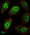 Apurinic/Apyrimidinic Endodeoxyribonuclease 2 antibody, abx034183, Abbexa, Western Blot image 