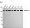 DCTN1 antibody, M02175-1, Boster Biological Technology, Western Blot image 