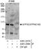 General Transcription Factor IIIC Subunit 3 antibody, A301-237A, Bethyl Labs, Immunoprecipitation image 