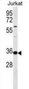 TRNA Selenocysteine 1 Associated Protein 1 antibody, abx030181, Abbexa, Western Blot image 