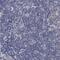 Sarcolemma Associated Protein antibody, PA5-51708, Invitrogen Antibodies, Immunohistochemistry frozen image 