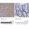Beta-Ureidopropionase 1 antibody, NBP1-89918, Novus Biologicals, Immunohistochemistry paraffin image 