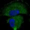 Taxilin Gamma antibody, PA5-51465, Invitrogen Antibodies, Immunofluorescence image 