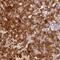 Ribosomal Protein L10a antibody, PA5-62845, Invitrogen Antibodies, Immunohistochemistry paraffin image 