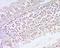 Purinergic Receptor P2Y1 antibody, orb330632, Biorbyt, Immunohistochemistry paraffin image 