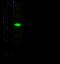 Adenosine Deaminase antibody, GTX02310, GeneTex, Western Blot image 