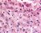 G Protein-Coupled Receptor 153 antibody, 48-208, ProSci, Immunohistochemistry paraffin image 