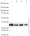 Lin-28 Homolog A antibody, ab63740, Abcam, Western Blot image 