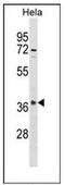 Olfactory Receptor Family 10 Subfamily S Member 1 antibody, AP53012PU-N, Origene, Western Blot image 