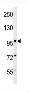 Nuclear Export Mediator Factor antibody, LS-C158253, Lifespan Biosciences, Western Blot image 
