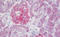 Serpin Family B Member 2 antibody, MBS248424, MyBioSource, Immunohistochemistry frozen image 
