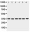 Yip1 Domain Family Member 3 antibody, PA1635, Boster Biological Technology, Western Blot image 