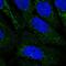 Probable gluconokinase antibody, PA5-66169, Invitrogen Antibodies, Immunofluorescence image 