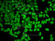 Protein Kinase AMP-Activated Catalytic Subunit Alpha 1 antibody, A1229, ABclonal Technology, Immunofluorescence image 