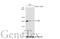 Euchromatic Histone Lysine Methyltransferase 2 antibody, GTX129153, GeneTex, Western Blot image 