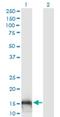 GSK3B Interacting Protein antibody, H00051527-M10, Novus Biologicals, Western Blot image 