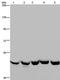 Tyrosyl-TRNA Synthetase 2 antibody, PA5-50344, Invitrogen Antibodies, Western Blot image 