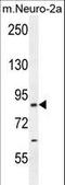 Centrosomal Protein 89 antibody, LS-C168395, Lifespan Biosciences, Western Blot image 