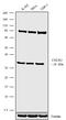 C-X-C Motif Chemokine Receptor 3 antibody, 702228, Invitrogen Antibodies, Western Blot image 