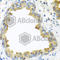 Wnt Family Member 5B antibody, A8313, ABclonal Technology, Immunohistochemistry paraffin image 