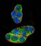 Nuclear Receptor Subfamily 1 Group I Member 2 antibody, abx034057, Abbexa, Western Blot image 