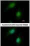 Sterol Regulatory Element Binding Transcription Factor 2 antibody, PA5-28263, Invitrogen Antibodies, Immunofluorescence image 