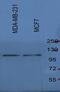 Sterol Regulatory Element Binding Transcription Factor 1 antibody, PA1-337, Invitrogen Antibodies, Western Blot image 