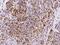 Fatty Acid Binding Protein 7 antibody, GTX02213, GeneTex, Immunohistochemistry paraffin image 