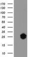 Joining Chain Of Multimeric IgA And IgM antibody, CF504194, Origene, Western Blot image 