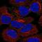 Adaptor Related Protein Complex 2 Subunit Alpha 2 antibody, NBP2-55531, Novus Biologicals, Immunofluorescence image 