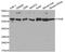 Prolyl 4-Hydroxylase Subunit Beta antibody, MBS126305, MyBioSource, Western Blot image 