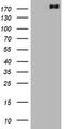 ALK Receptor Tyrosine Kinase antibody, CF800709, Origene, Western Blot image 