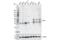 Pim-1 Proto-Oncogene, Serine/Threonine Kinase antibody, 54523S, Cell Signaling Technology, Western Blot image 