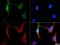 BCL2 Interacting Protein 3 antibody, NBP1-77683, Novus Biologicals, Immunofluorescence image 