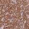 Cyclin J Like antibody, HPA049970, Atlas Antibodies, Immunohistochemistry paraffin image 