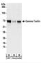 Taxilin Gamma antibody, NBP2-22330, Novus Biologicals, Western Blot image 