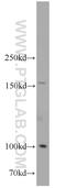 Integrin Subunit Alpha 6 antibody, 20231-1-AP, Proteintech Group, Western Blot image 