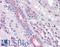 Potassium Voltage-Gated Channel Subfamily E Regulatory Subunit 3 antibody, LS-A9564, Lifespan Biosciences, Immunohistochemistry frozen image 