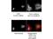 Ring Finger Protein 2 antibody, A01209, Boster Biological Technology, Immunohistochemistry frozen image 