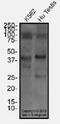 Forkhead Box L2 antibody, NBP2-70013, Novus Biologicals, Western Blot image 