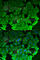 Eukaryotic Elongation Factor 2 Kinase antibody, A5404, ABclonal Technology, Immunofluorescence image 