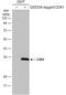 CD81 Molecule antibody, NBP2-20564, Novus Biologicals, Western Blot image 