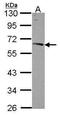 Nucleobindin 1 antibody, PA5-30107, Invitrogen Antibodies, Western Blot image 