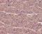 Tubulin Beta 3 Class III antibody, M01857, Boster Biological Technology, Immunohistochemistry frozen image 