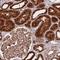 KAP2 antibody, HPA038268, Atlas Antibodies, Immunohistochemistry frozen image 