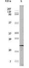 Eukaryotic Translation Initiation Factor 4E Binding Protein 1 antibody, STJ97805, St John