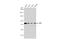 Sp2 Transcription Factor antibody, GTX129030, GeneTex, Western Blot image 