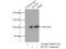 SUMO Specific Peptidase 5 antibody, 19529-1-AP, Proteintech Group, Immunoprecipitation image 