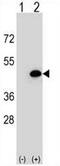 Eukaryotic Translation Initiation Factor 3 Subunit H antibody, AP51397PU-N, Origene, Western Blot image 